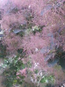 Pink Smoke Tree